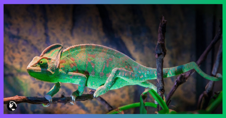Chameleónovité